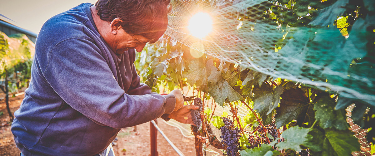 Larry Dino handpicking grapes of Petit Verdot